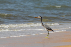 Egretta gularis