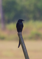 Dicrurus macrocercus