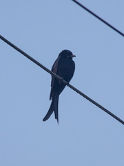Dicrurus macrocercus