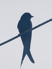Dicrurus macrocercus