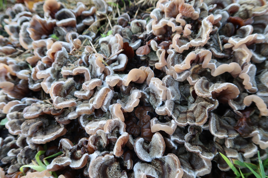 Auricularia mesenterica · December 2025 · photo: © presha (iNaturalist, cc-by)
