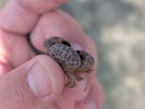 Pilodius areolatus observed 2025-12-13