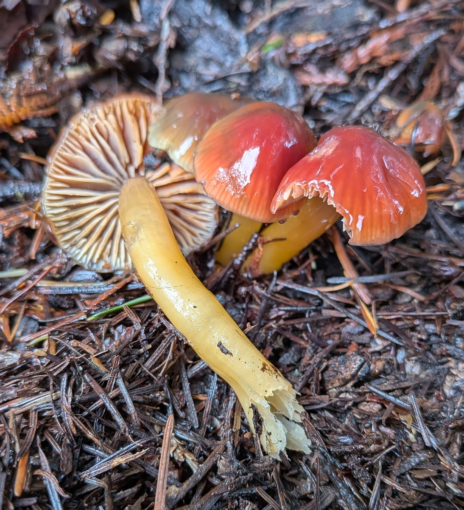 Gliophorus psittacinus · December 2025 · photo: © ssquazzo (iNaturalist, cc-by)