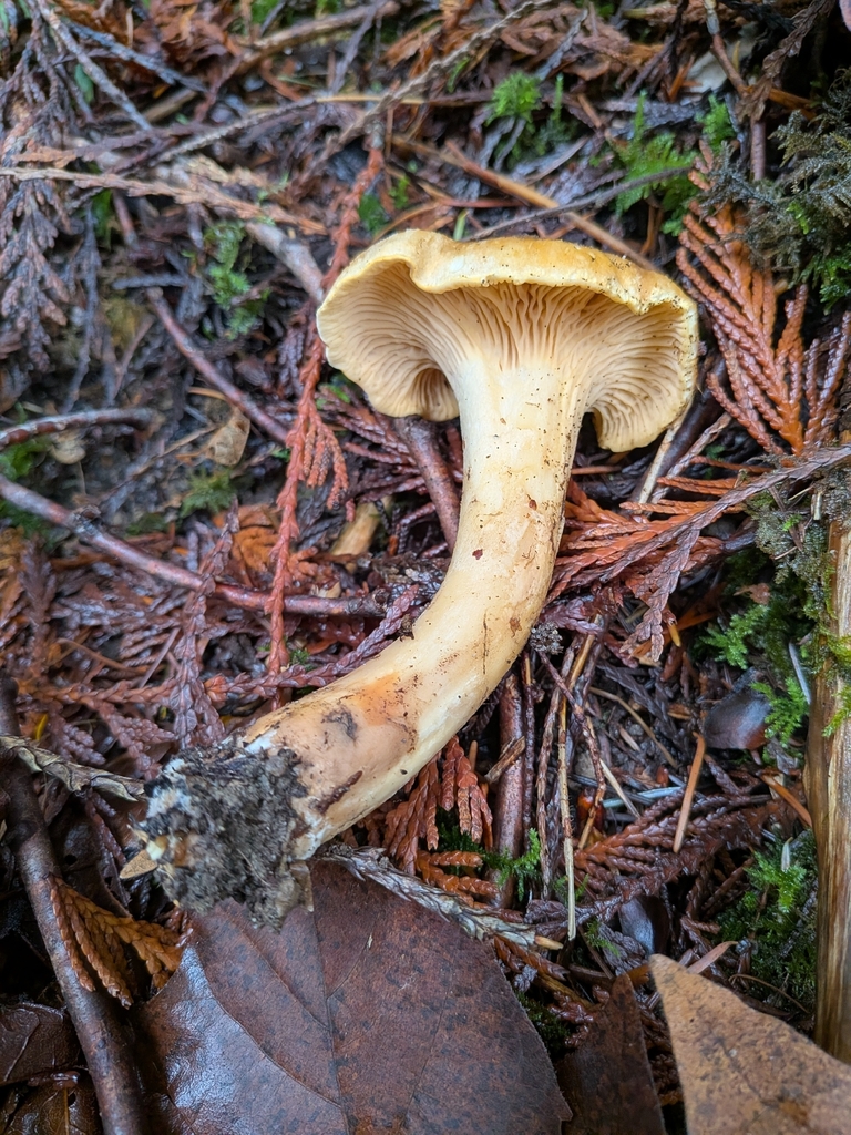 Cantharellus formosus · December 2025 · photo: © ssquazzo (iNaturalist, cc-by)
