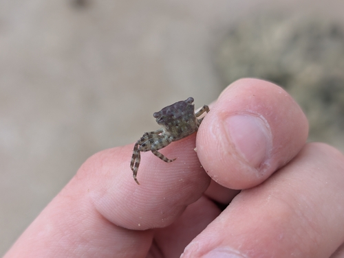 Pachygrapsus planifrons observed 2025-12-13