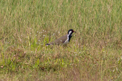 Vanellus indicus