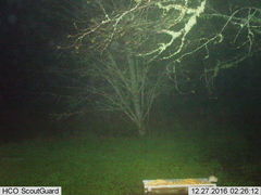 Glaucomys oregonensis