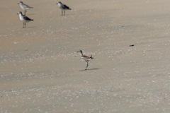 Hydrophasianus chirurgus