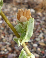 Abutilon abutiloides