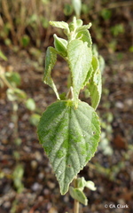 Abutilon abutiloides