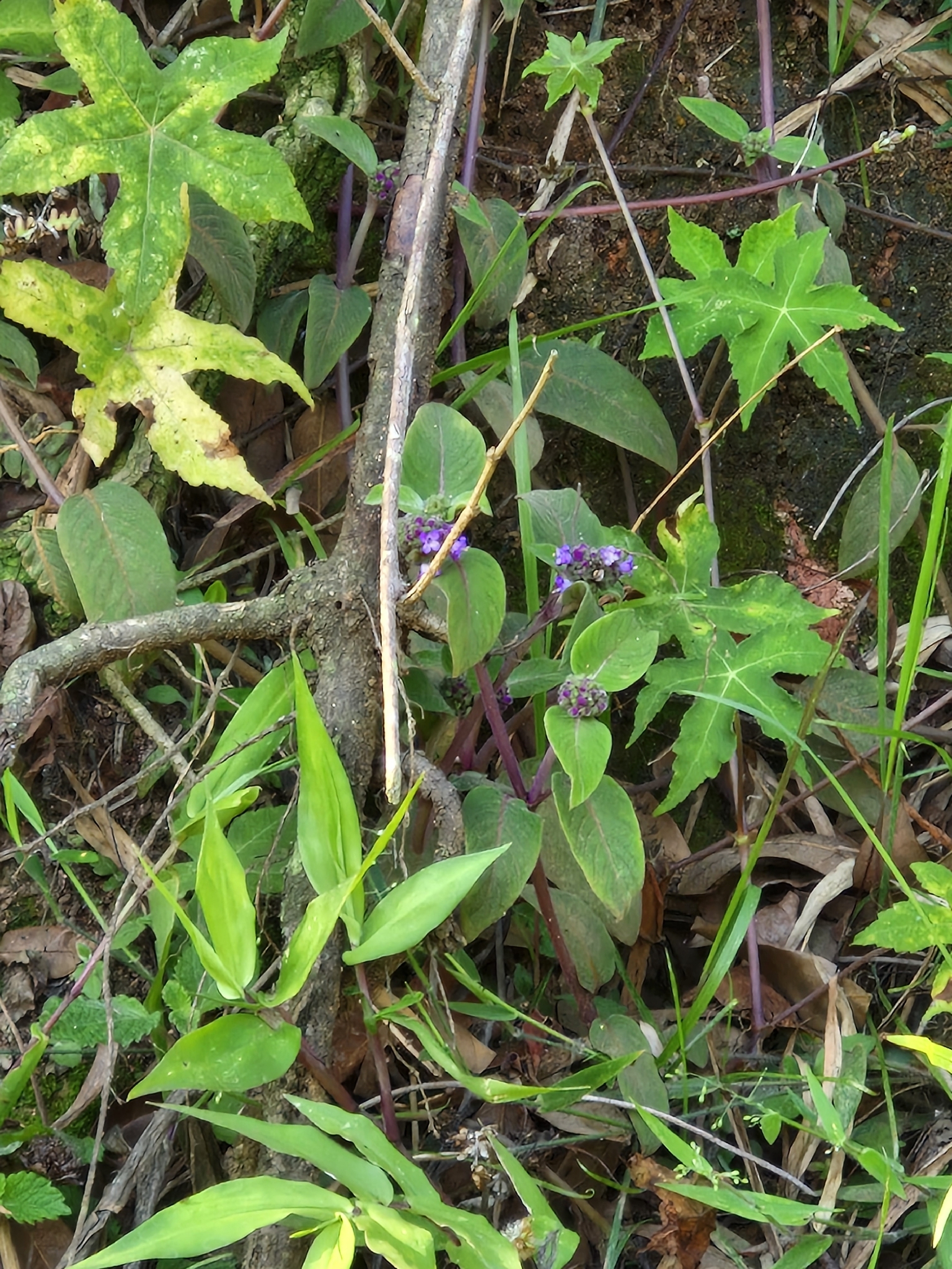 Coccocypselum lanceolatum