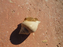 Gibberulus gibberulus