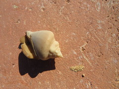 Gibberulus gibberulus