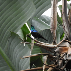 Cinnyris bifasciatus microrhynchus