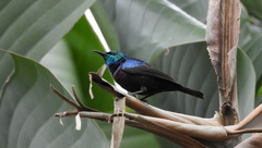 Cinnyris bifasciatus microrhynchus