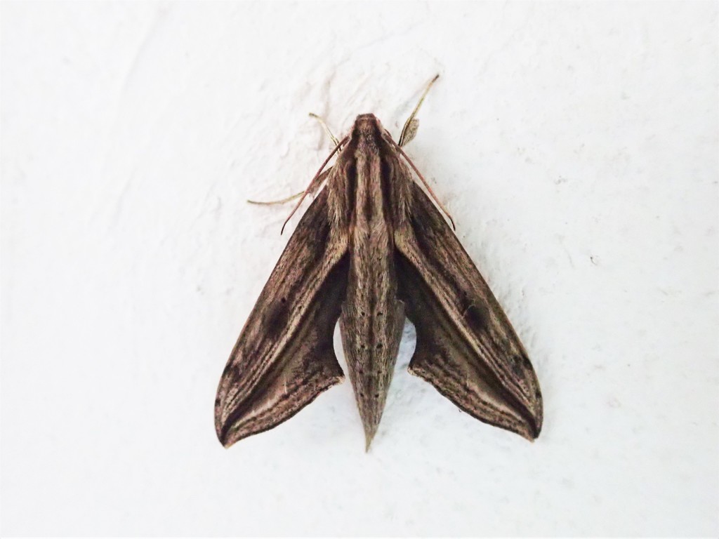 Xylophanes maculator
