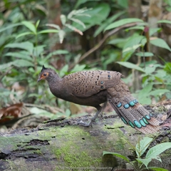 Polyplectron malacense