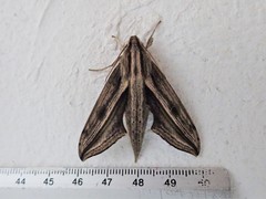 Xylophanes maculator