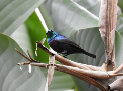 Cinnyris bifasciatus microrhynchus