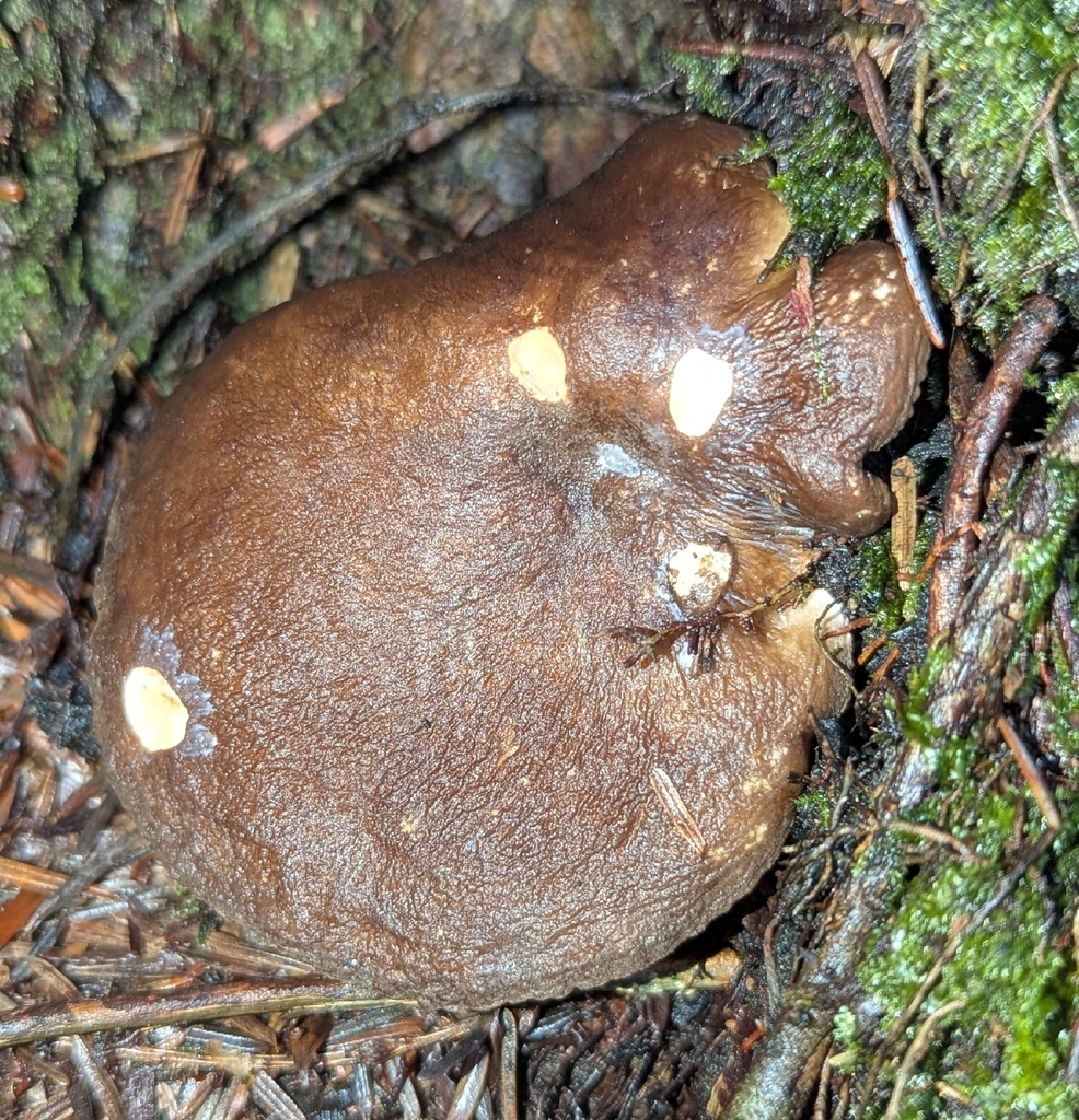 Lactarius fallax · December 2025 · photo: © benkeen (iNaturalist, cc0)