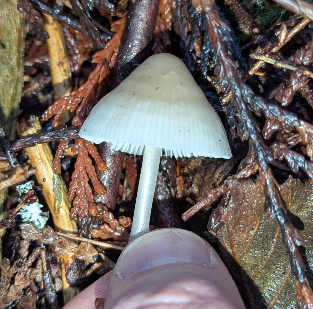 Mycena sp. 'IN22' · December 2025 · photo: © benkeen (iNaturalist, cc0)
