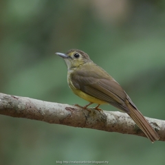 Tricholestes criniger