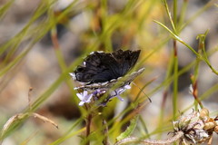 Lepidochrysops oreas junae