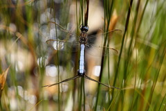 Orthetrum rubens