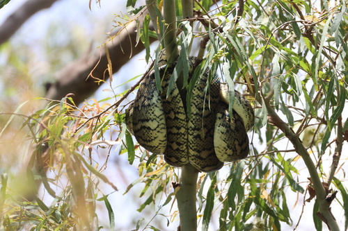 Coastal Carpet Python sighting
