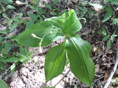 Aneilema brasiliense