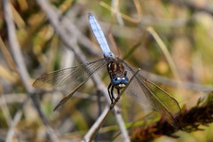 Orthetrum rubens