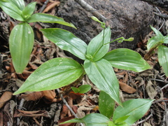 Aneilema brasiliense