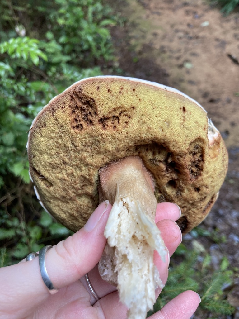Boletus edulis · December 2025 · photo: © scheim (iNaturalist, cc-by-nc)