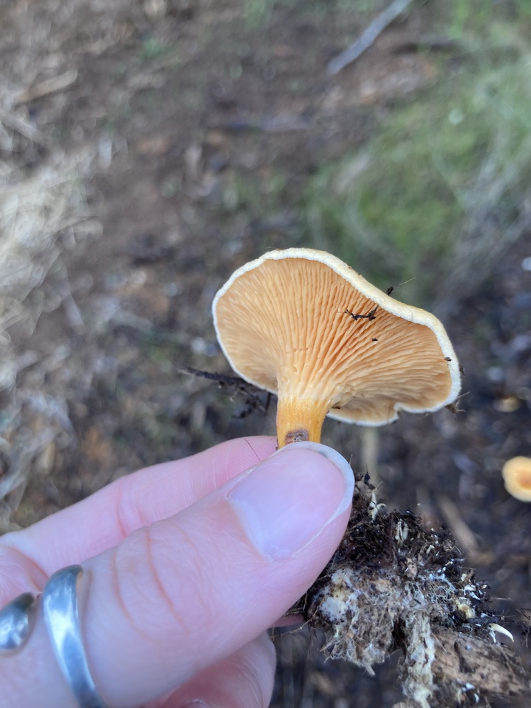 Hygrophoropsis aurantiaca · December 2025 · photo: © scheim (iNaturalist, cc-by-nc)