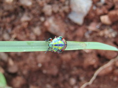 Calidea dregii
