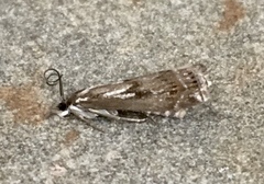 Crambus alienellus
