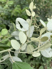 Rhynchosia komatiensis