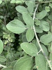 Rhynchosia komatiensis