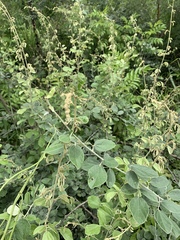 Rhynchosia komatiensis