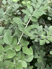 Rhynchosia komatiensis