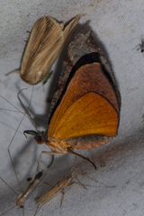 Hypochrosini