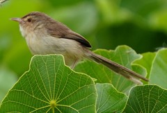 Prinia inornata