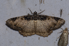 Cassephyra lamprosticta