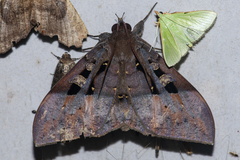 Ischyja marapok