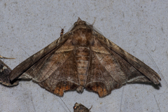 Episparis tortuosalis