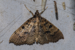 Ceratarcha umbrosa
