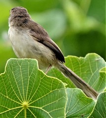 Prinia inornata