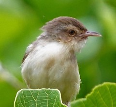 Prinia inornata