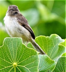 Prinia inornata