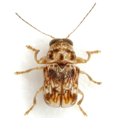 Pachybrachis bullatus